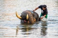 AYUTTHAYA, THAILAND - JANUARY 2019: Trainers bathing elephantsin river in evening and playing with the elephant hidden place in Royalty Free Stock Photo