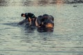 AYUTTHAYA, THAILAND - JANUARY 2019: Trainers bathing elephantsin river in evening and playing with the elephant hidden place in Royalty Free Stock Photo