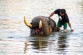 AYUTTHAYA, THAILAND - JANUARY 2019: Trainers bathing elephantsin river in evening and playing with the elephant hidden place in Royalty Free Stock Photo