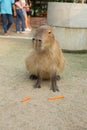 Capybara in the zoo in Sriayuthaya Lion Park , focus selective