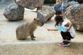 Capybara feed the carrot in the zoo in Sriayuthaya Lion Park , focus selective Royalty Free Stock Photo