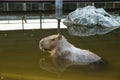 Capybara swimming in the zoo in Sriayuthaya Lion Park , focus selective Royalty Free Stock Photo