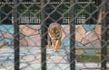 Portrait of a Royal Bengal Tiger in the zoo in Sriayuthaya Lion Park , focus selective