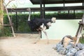 Running ostrich in the zoo in Sriayuthaya Lion Park , focus selective Royalty Free Stock Photo