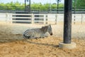 Zebra sleep in the zoo in Sriayuthaya Lion Park , focus selective Royalty Free Stock Photo