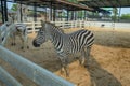 Zebra in the zoo in Sriayuthaya Lion Park , focus selective Royalty Free Stock Photo