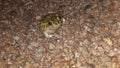 Az desert toad smiling Royalty Free Stock Photo
