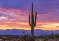 AZ Sunrise In North Scottsdale Desert Preserve with Cactus and mountains