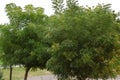 Azadirachta indica, commonly known as neem, nimtree or Indian lilac