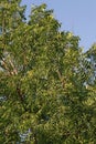 Azadirachta indica, commonly known as neem, nimtree or Indian lilac