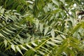 Azadirachta indica, commonly known as neem, nimtree or Indian lilac