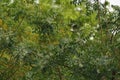 Azadirachta indica, commonly known as neem, nimtree or Indian lilac