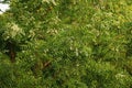 Azadirachta indica, commonly known as neem, nimtree or Indian lilac