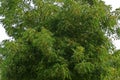 Azadirachta indica, commonly known as neem, nimtree or Indian lilac