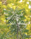 Azadirachta indica, commonly known as neem, nimtree or Indian lilac, bitter leaf tree