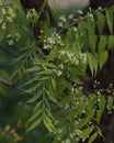 Azadirachta indica, commonly known as neem, nimtree or Indian lilac with flowers