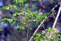 Azadirachta indica with Flowers and leaves, meliaceae family tree Royalty Free Stock Photo