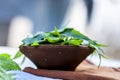 Azadirachta indica,Neem with its leaves in a clay bowl for skin care. Royalty Free Stock Photo