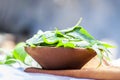 Azadirachta indica,Neem with its leaves in a clay bowl for skin care. Royalty Free Stock Photo