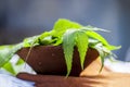 Azadirachta indica, Neem with its leaves in a clay bowl for skin care. Royalty Free Stock Photo