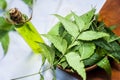 Azadirachta indica,Neem with its leaves and oil in a bottle in a clay bowl for skin care..