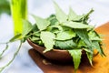Azadirachta indica,Neem with its leaves and oil in a bottle in a clay bowl for skin care.. Royalty Free Stock Photo