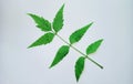 Azadirachta indica Neem leaves Royalty Free Stock Photo