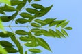 Azadirachta indica Neem leaves blue sky on background