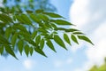 Azadirachta indica Neem leaves blue sky on background Royalty Free Stock Photo
