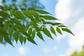 Azadirachta indica Neem leaves blue sky on background