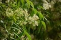 Azadirachta indica -Neem leaves. Royalty Free Stock Photo