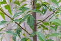 Azadirachta or neem tree leafs, nimtree or Indian lilac