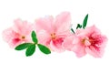 Azalea Royalty Free Stock Photo