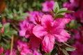 Azalea Royalty Free Stock Photo