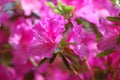 Azalea Royalty Free Stock Photo