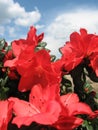 Azalea Royalty Free Stock Photo