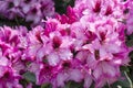 Pink azalea flowering in vibrant color