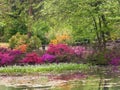 Azalea,arboretum,gand,belgium