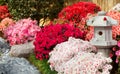 Azalea and asian lantern 2 Royalty Free Stock Photo