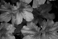 Azalea background in black and white