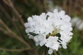 Azalea big white flowers in the spring Royalty Free Stock Photo