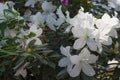 Azalea blooming in the garden. White flowers on a bush. Royalty Free Stock Photo
