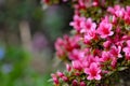 Azalea blooming pink and purple spring flowers. Gardening Royalty Free Stock Photo