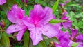 azalea blooms in a blurred background. tropical flower grows in a tropical garden