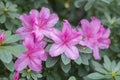 Azalea blossom, violet, radiant color. Flowering purple azaleas in the winter garden. Horizontal closeup image of Rhododendron. Royalty Free Stock Photo