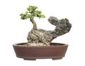 The azalea bonsai tree in a pot isolated