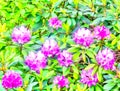 Azalea bush. Bright  purple, lilac flowers on green leaves background. Watercolor painting. Digital painting - illustration. Royalty Free Stock Photo