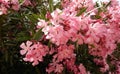 Azalea bush closeup