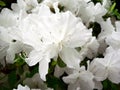 Azalea bush flowers macro