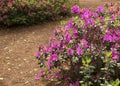 Azalea Bushes Beneath The Pines